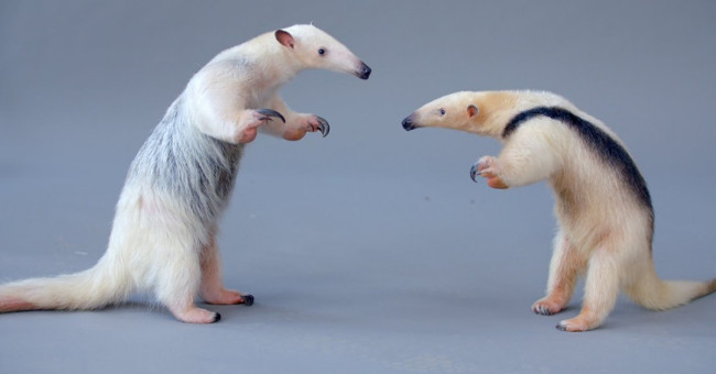 Animals with strong claws smash ice and stink 4 times as skunks