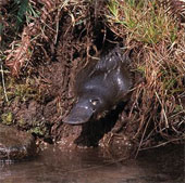 Animals with tails of beaver, oversized ducklings and poisonous seal legs