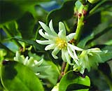 Anise is a raw material for Tamiflu