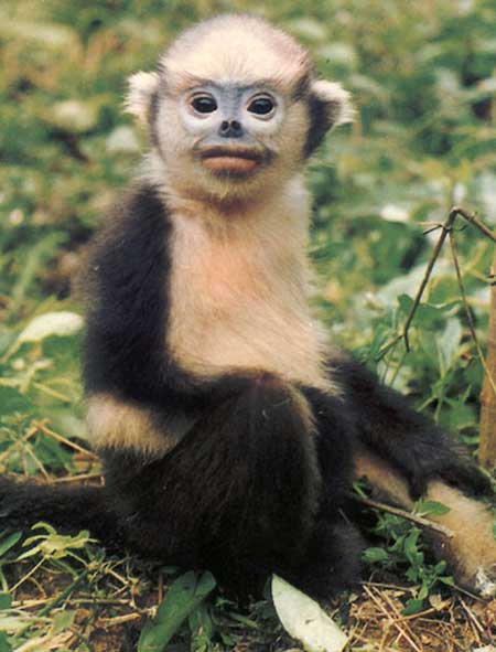 Announced 25 most endangered primates in the world