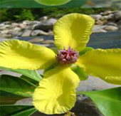 Announcing 3 new plant species in Vietnam