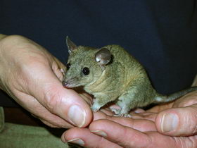 Announcing the first genome sequence of marsupials