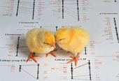 Announcing the genome of 150 types of avian influenza viruses