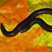 Announcing the new worm frog