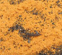 Anomalies orange causes Alaskan tumors