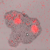 Anomalous way of digesting organisms without organs