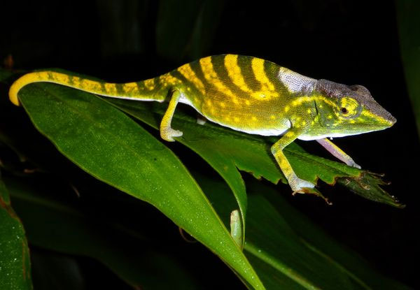 Anonymous creatures and extinct endings