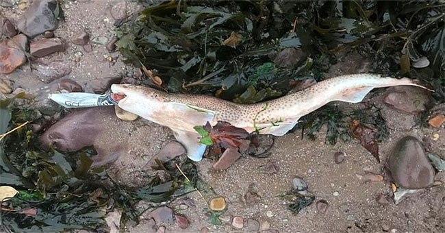 Another heartbreaking image of pollution of plastic garbage: Sharks die while sucking on water bottles
