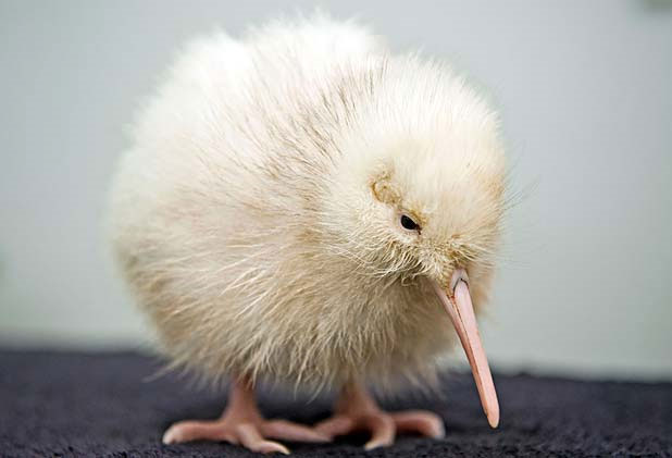 Another rare white kiwi bird was born