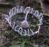 Answer the mysterious structure in the Amazon forest