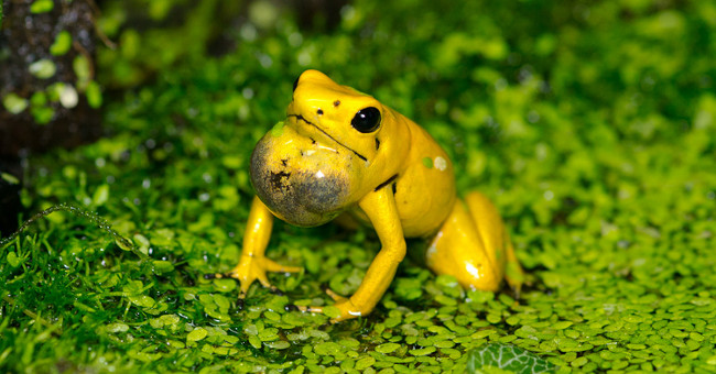 Answer the mystery behind the world's most poisonous frog