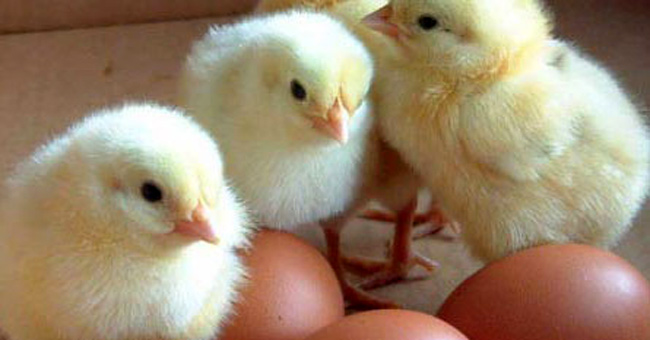 Answers of scientists: Chicken before eggs!