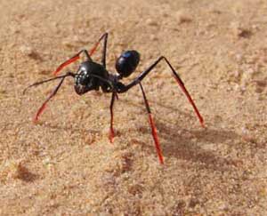 Ant counts the steps to find the way home