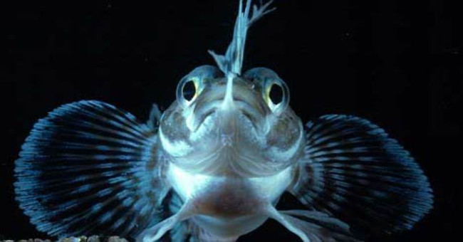 Antarctic Antarctic fish is about to be extinct