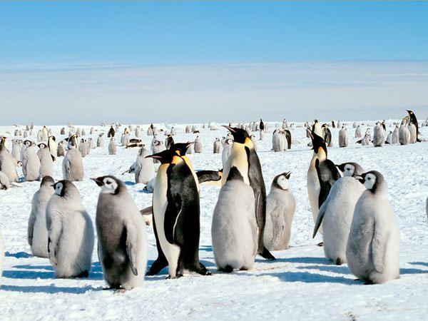Antarctic emperor penguins doubled