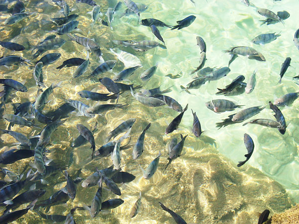 Antarctic fish stocks are showing signs of decline