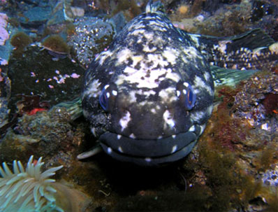 Antarctic fish's blood has antifreeze