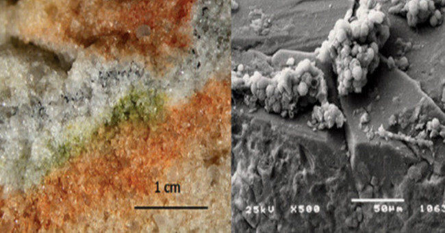 Antarctic mushrooms prove life on Red planet