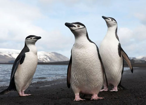 Antarctic penguins fell seriously