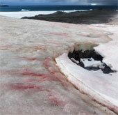 Antarctic snow ice is not only white