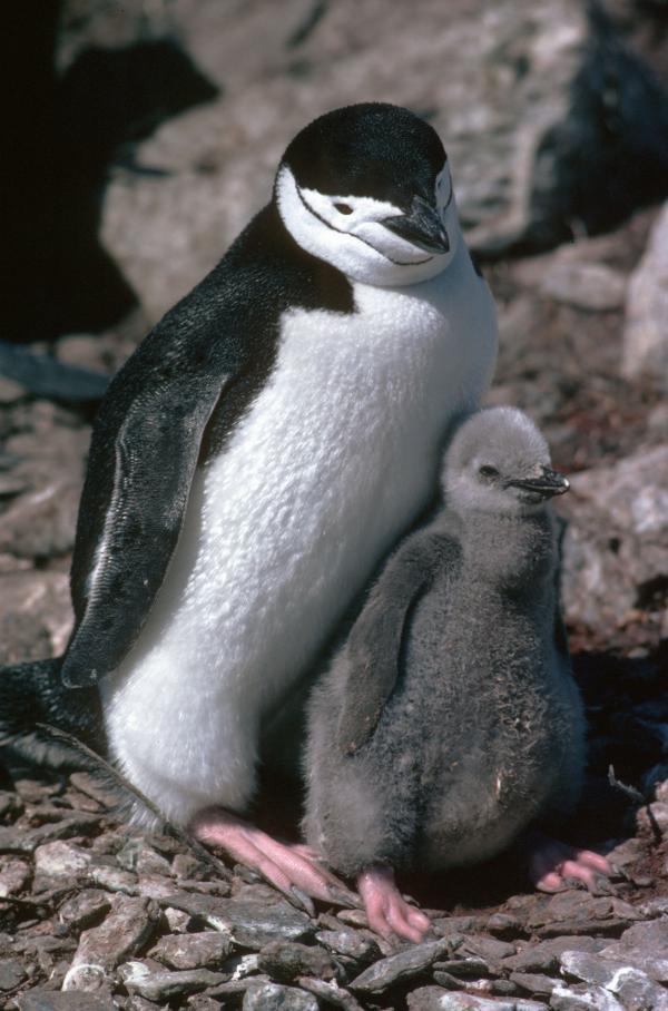 Antarctica has more animals than the Galapagos