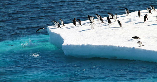 Antarctica recorded a record snowfall due to ... Earth warming