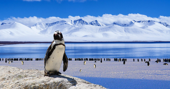 Antarctica seriously degrades biodiversity when sea water heats up