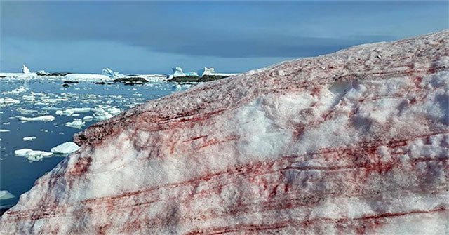 Antarctica unexpectedly appeared 'watermelon snow'