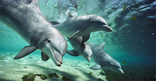 Antibiotics are resistant to ... dolphins