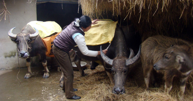 Anti-cold measures for cattle