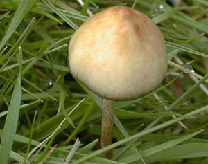 Antidepressant from fungi