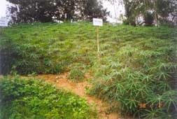 Anti-erosion for soil by ... polymer!