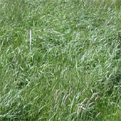 Anti-flood grass was born