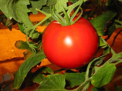 Antifungal tomatoes