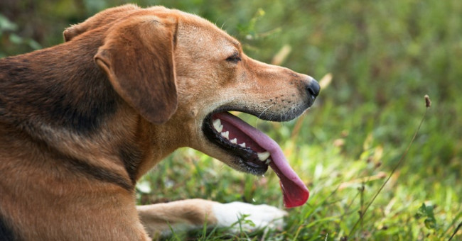 Anti-hot tactics of animals