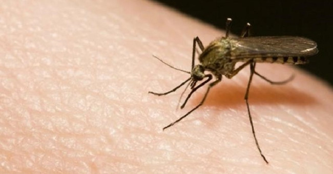 Anti-itching solution when mosquito bite is very simple