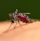 Anti-malarial anti-cholesterol drugs