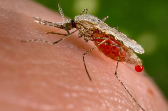 Antimalarial resistance has spread