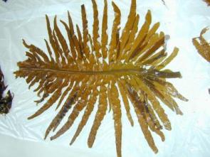 Anti-obesity by ... seaweed