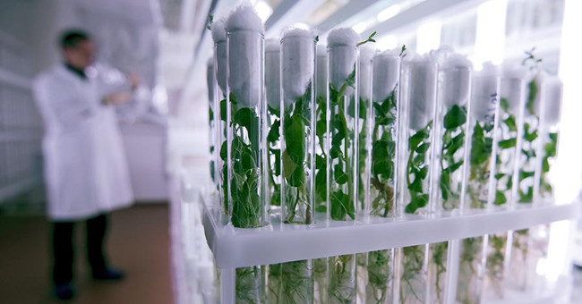 Antioxidants slow down the aging process in plants