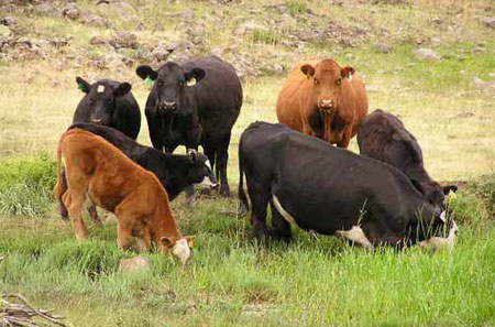 Antiquities can increase age due to cattle leg