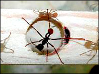 Ants also know how to build bridges