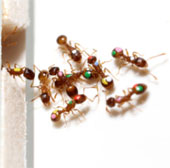 Ants also know how to change priorities
