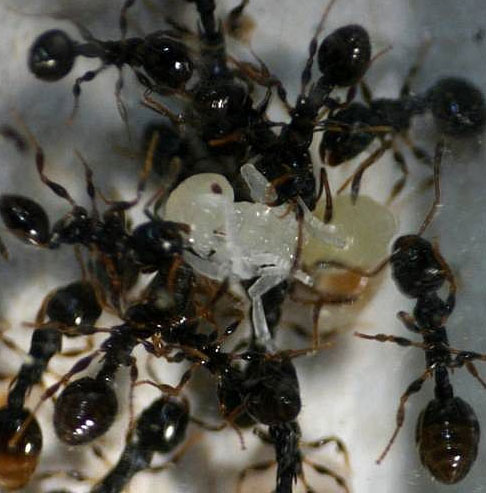 Ants also know how to rebel against oppressors