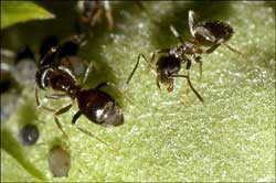 Ants also know to disinfect