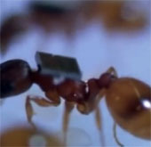 Ants can play the role of 'savior'