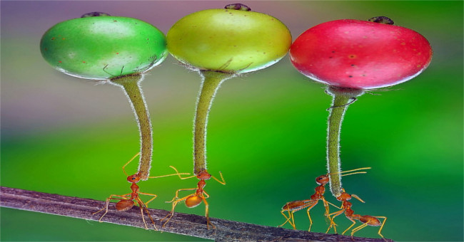 Ants carry fruit 5 times larger than the body
