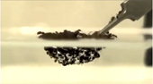 Ants change shape when fighting