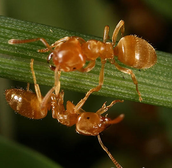 Ants control the Amazon forest