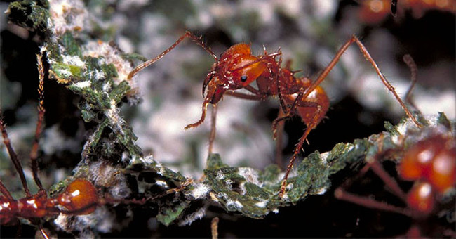 Ants have known 'cultivation' since ... 60 million years ago